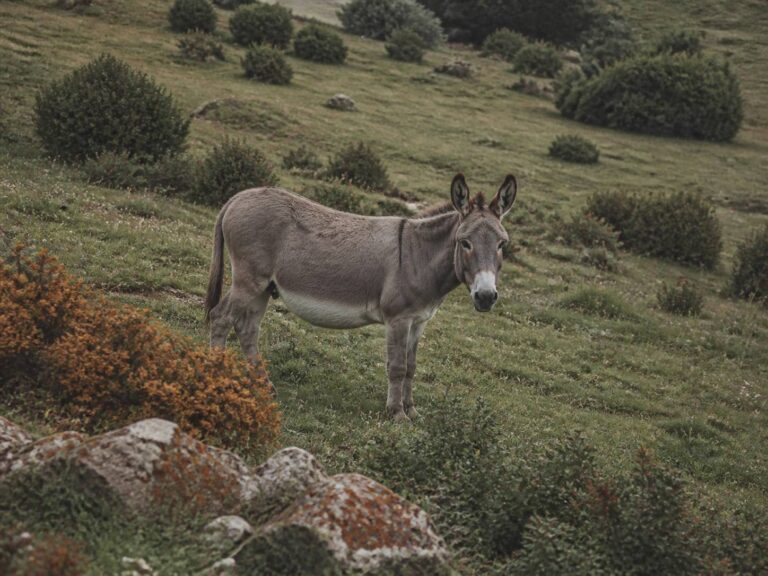 Ânes et chevaux d&rsquo;entretien : sur quels terrains les préférer