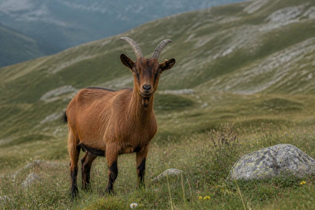 Chèvre alpine à la robe chamoisée brune debout dans un pré de montagne