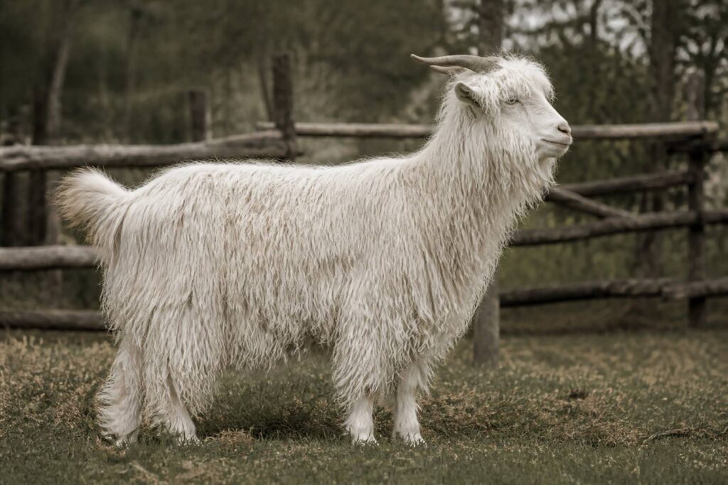 Chevre angora au pelage blanc soyeux dans un pre