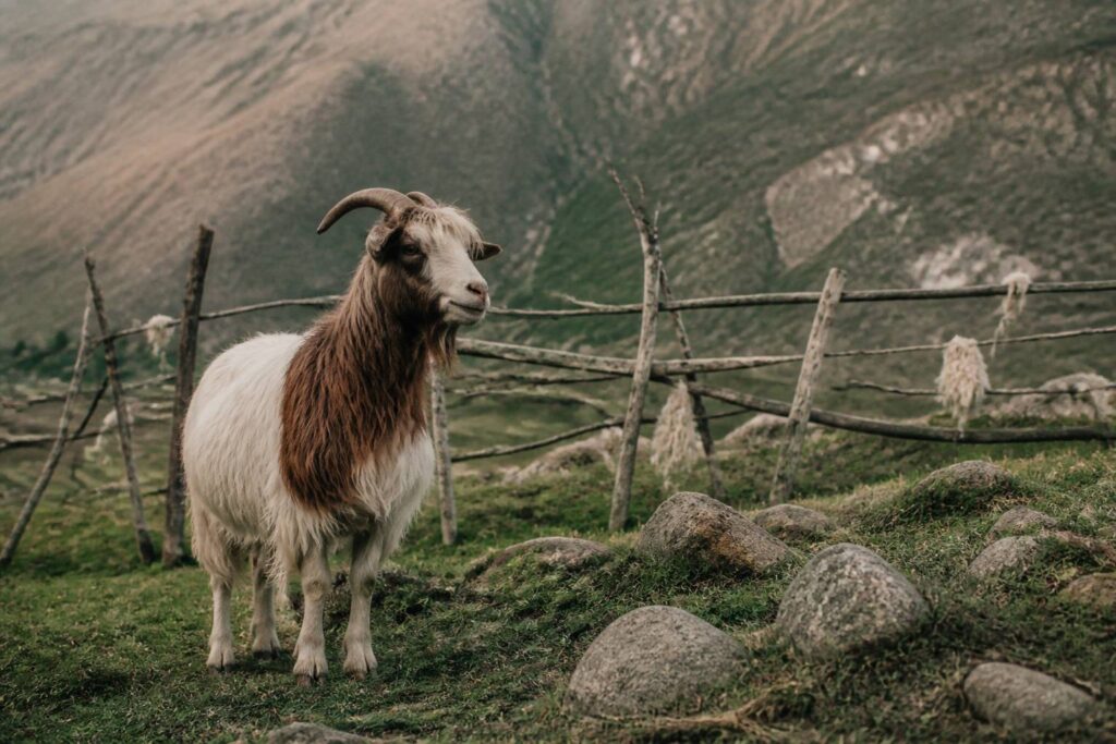 Chèvre cachemire au pâturage de montagne au printemps
