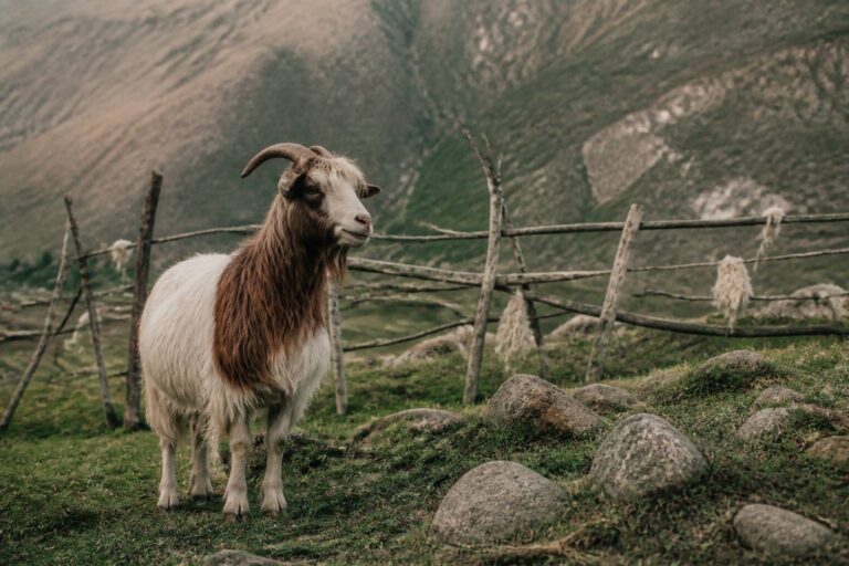 Chèvre cachemire : duvet, peignage et élevage