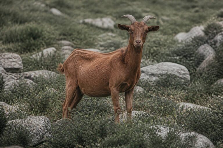 Chèvre catalane : origine, lait et sauvegarde