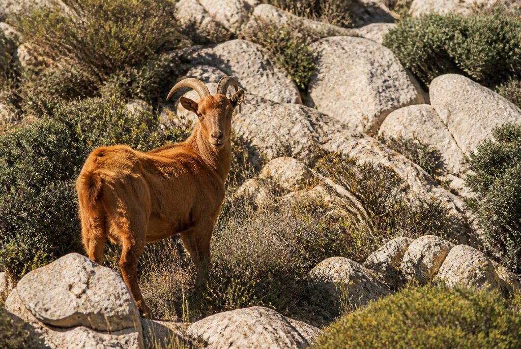 Chèvre corse au poil fauve dans le maquis avec des rochers en arrière-plan