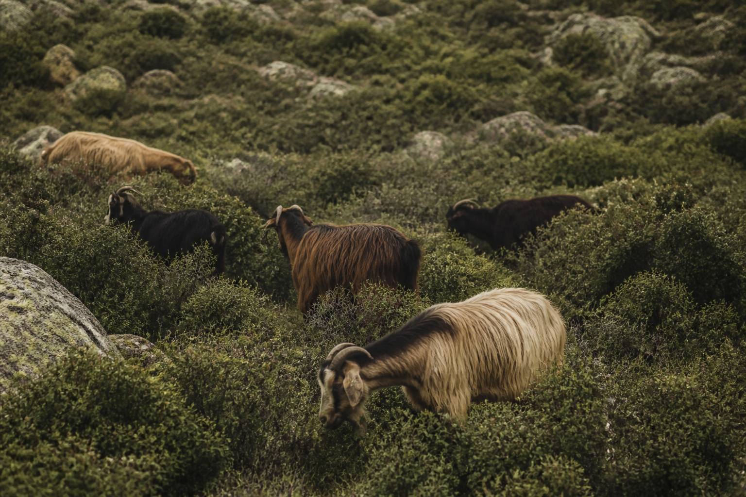 Troupeau de chèvres corses pâturant sur un parcours de maquis