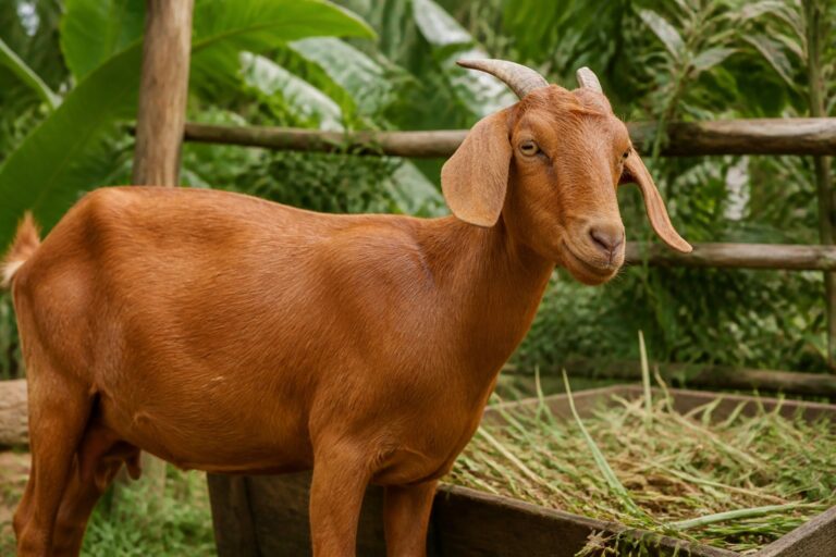 Chèvre créole : rusticité et élevage tropical