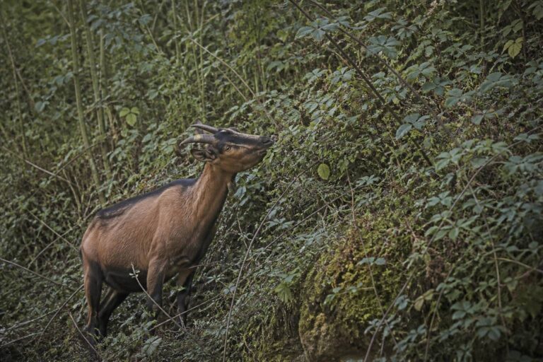 Chèvre des fossés : la race locale qui vient à bout des ronces