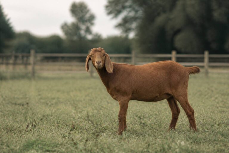 Chèvre Kiko : origine néo-zélandaise et viande