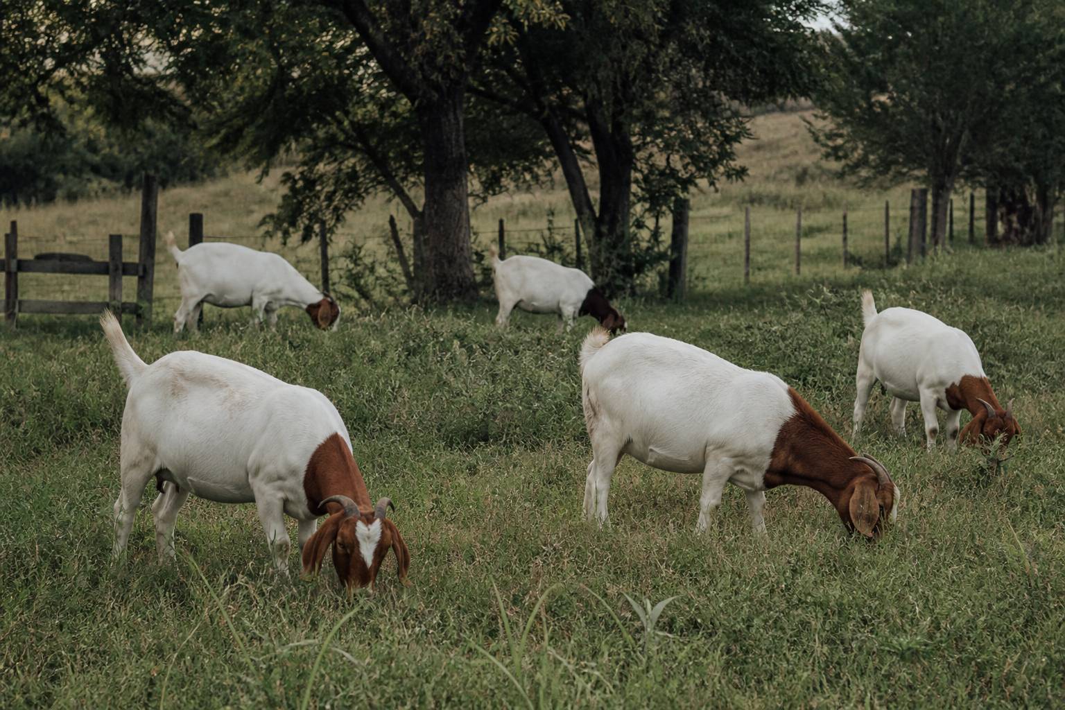 Petit groupe de chèvres de race Kinder broutant dans un pré avec des arbres en arrière-plan