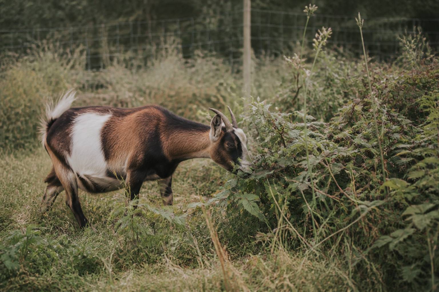 Chèvre naine broutant des herbes hautes et des ronces dans un enclos