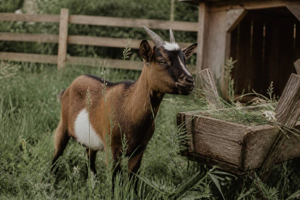 Chèvre naine dans un pré avec clôture et abri en bois
