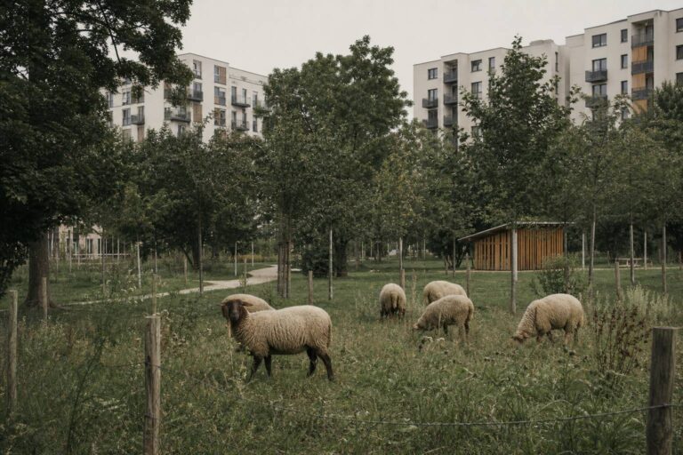 Éco-pâturage urbain : parcs, écoles et acceptation des riverains