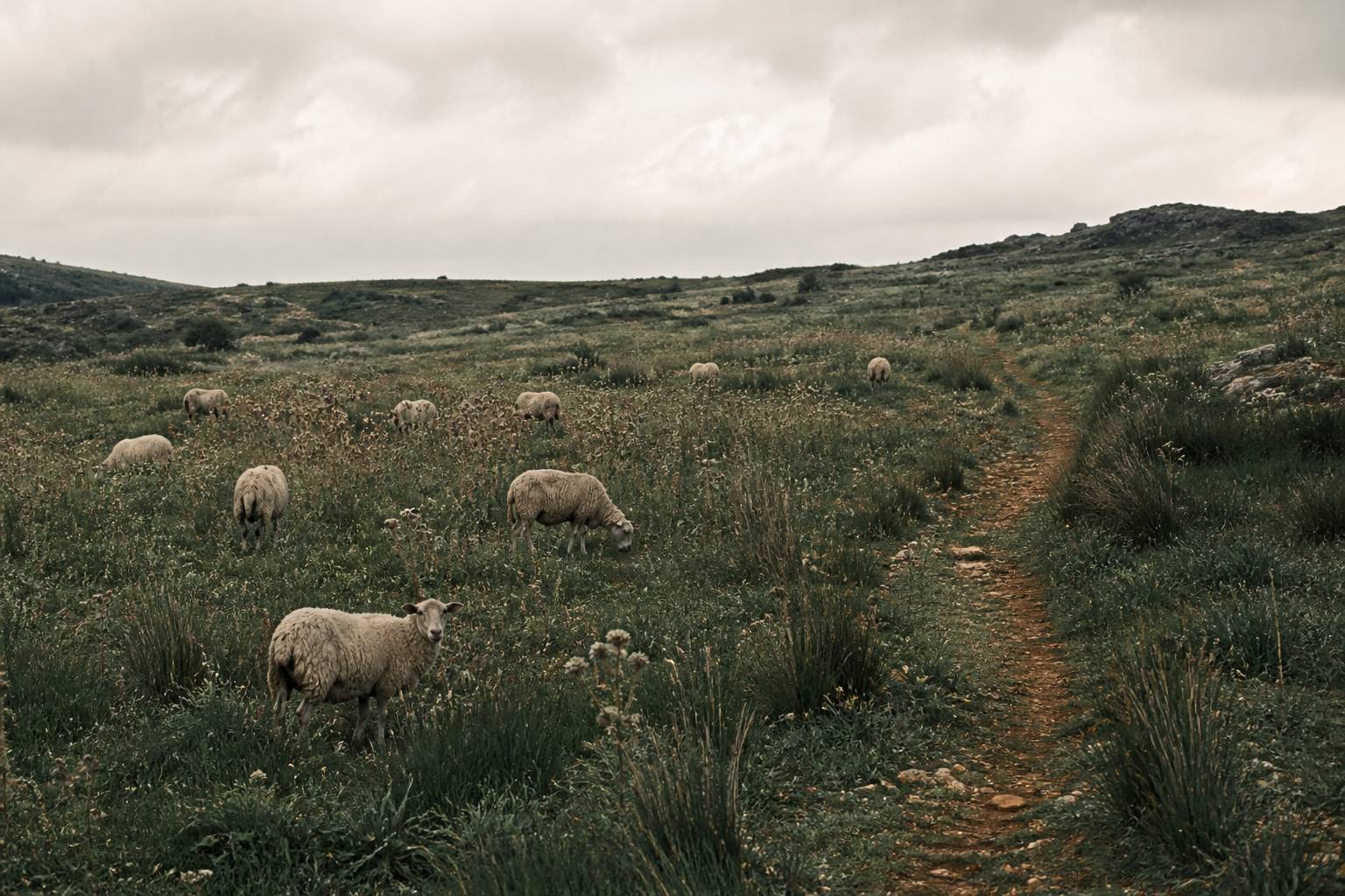 Friche herbacée avec un troupeau de moutons et un chemin de passage