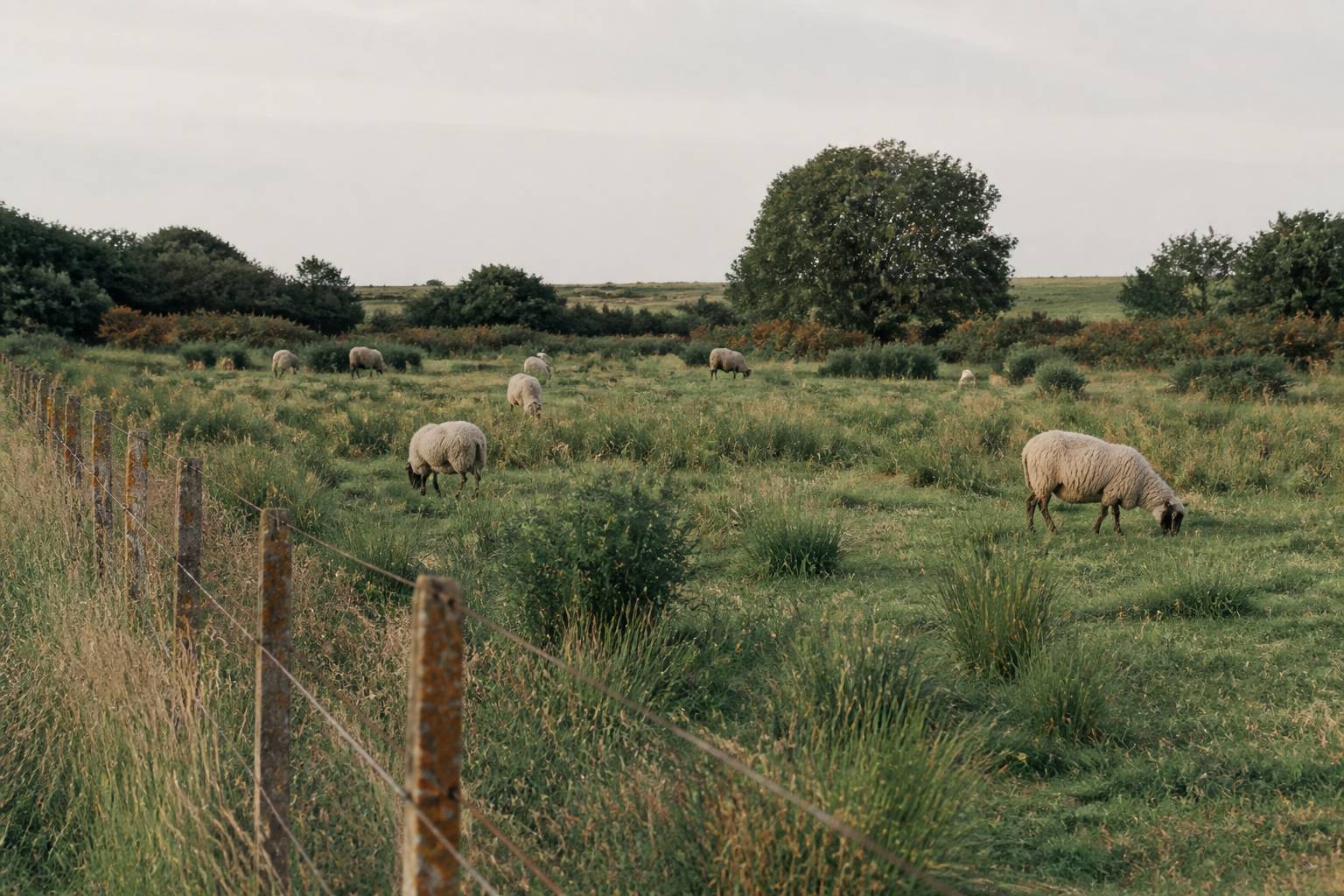 Parcelle de prairie avec moutons et clôture sous une lumière claire