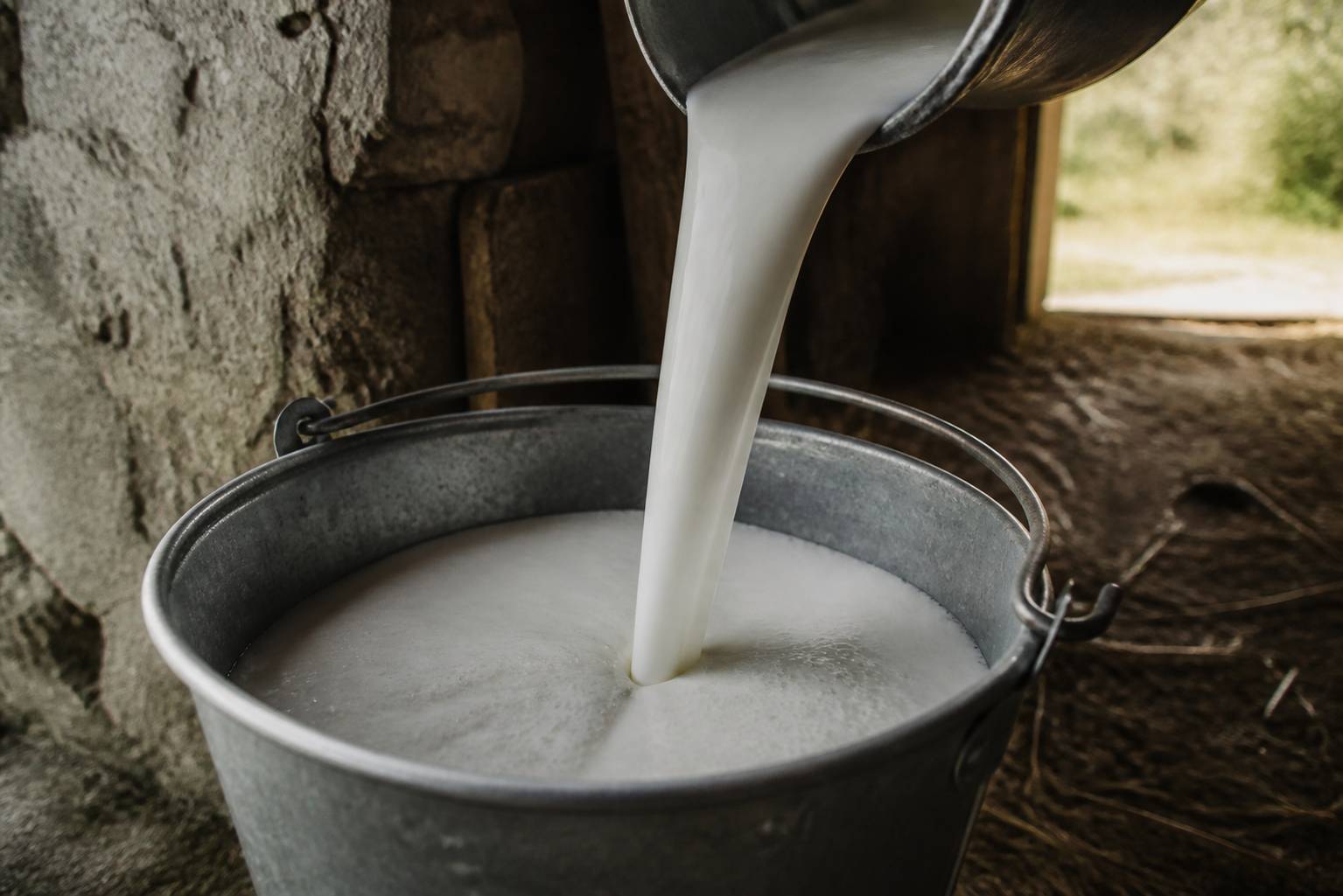 Lait de chèvre catalane versé dans un seau en métal dans une ferme en pierre