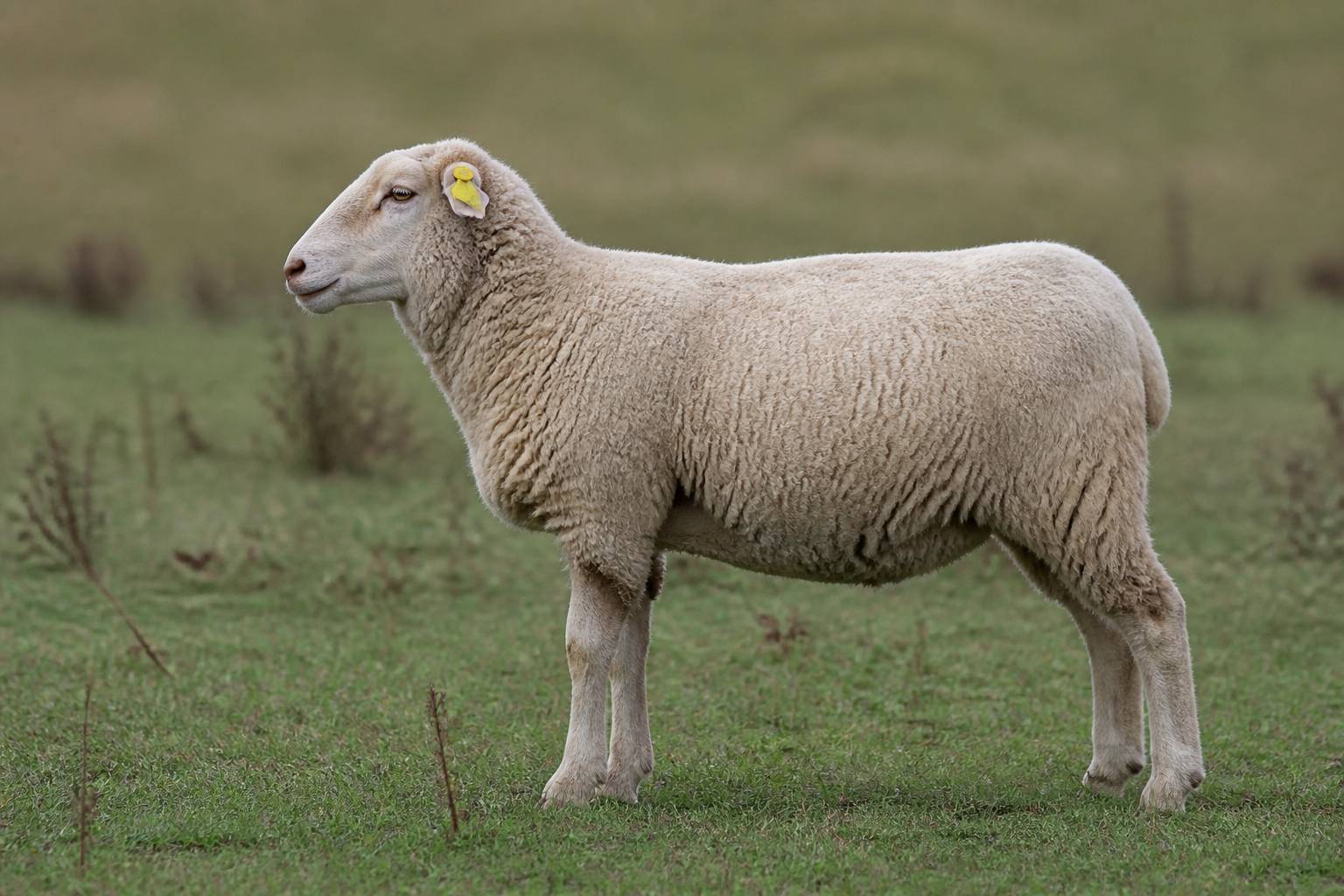 Mouton vu de profil avec une boucle d'identification jaune à l'oreille