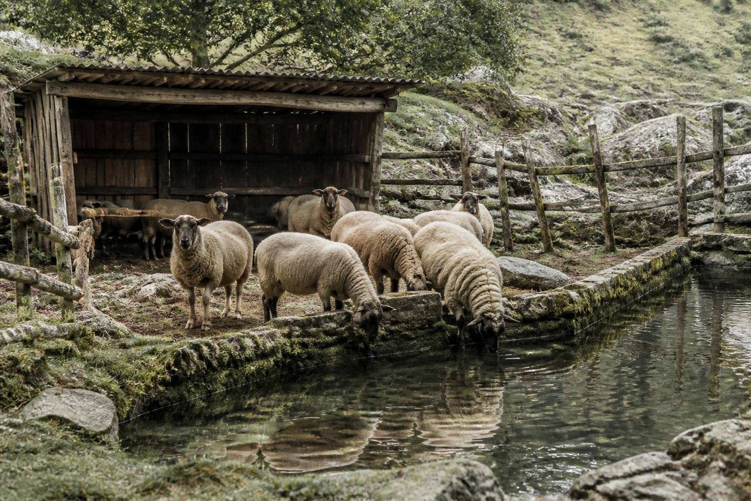 Moutons près d'un abreuvoir et d'un abri de pâturage en bois