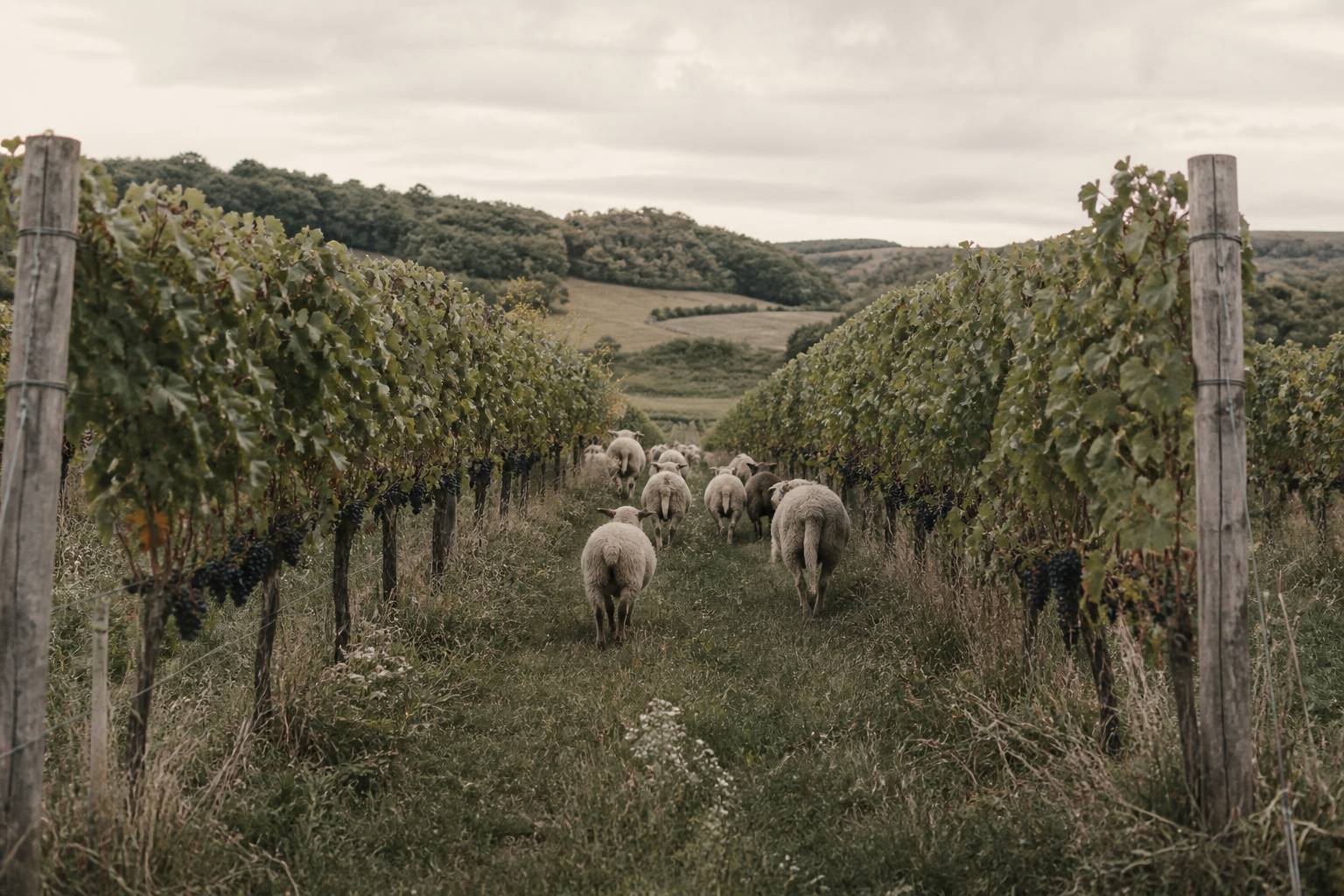 Rangs de vigne enherbés avec un troupeau de moutons au loin