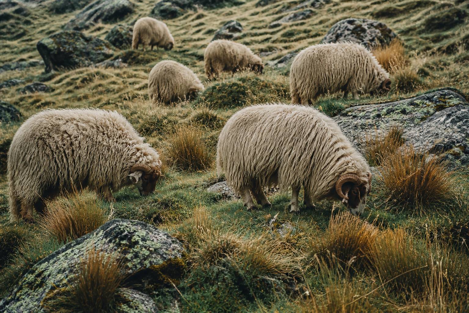 Moutons à laine épaisse broutant sur un talus herbeux