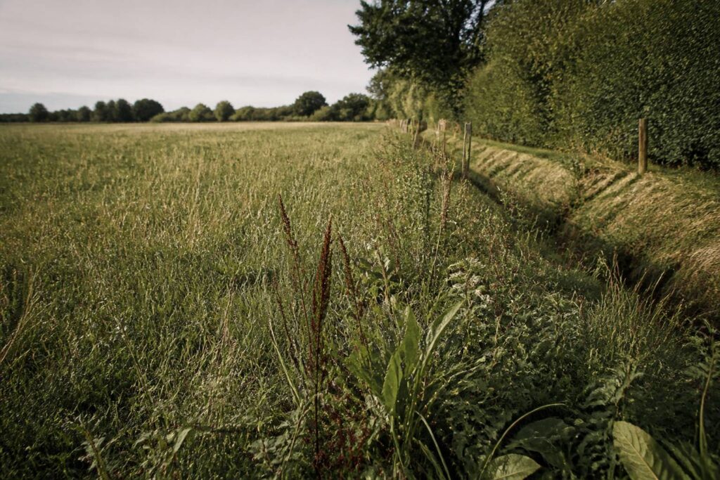Prairie avec haie et fossés en bordure avant la mise à l'herbe