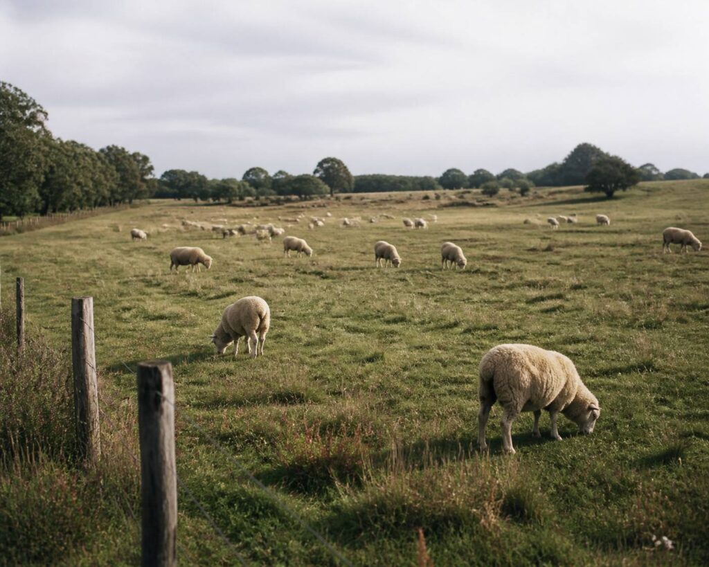 Grande prairie avec un troupeau de moutons réparti dans l'herbe