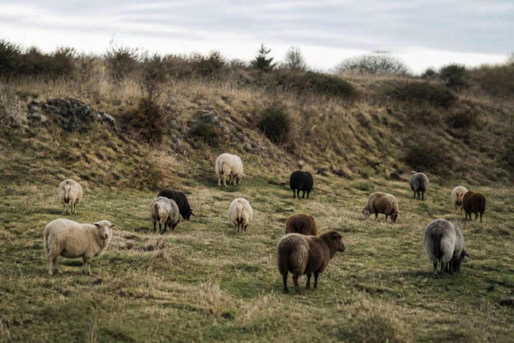 Troupeau de moutons rustiques de petite taille dans un pré