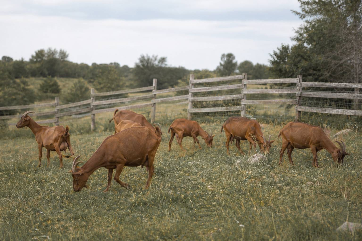 Troupeau de chèvres brunes paissant près d'une clôture