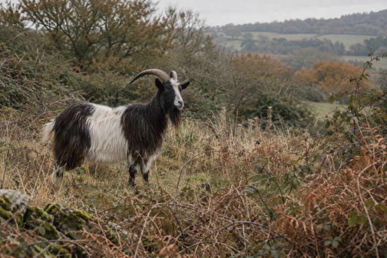Chèvre Bagot : population férale anglaise et robe
