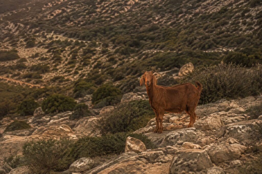 Chèvre rustique brune à oreilles tombantes dans un paysage sec de collines génériques