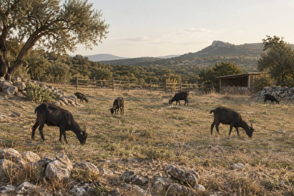 Petites chevres noires broutant une herbe rase dans un pre sec