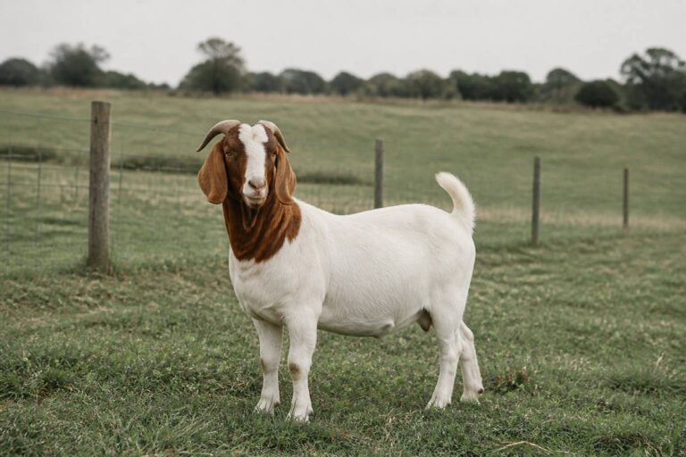 Chèvre Boer : croissance, viande et origine