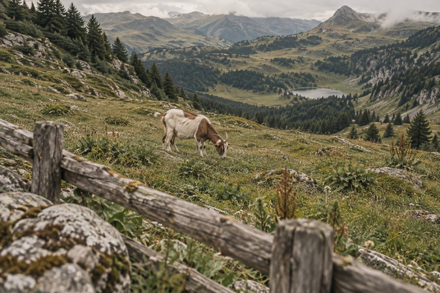 Chèvre bicolore broutant dans une prairie d'altitude