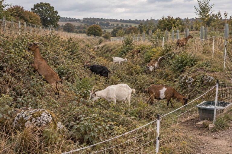 Chèvre des fossés : débroussaillage et sauvegarde