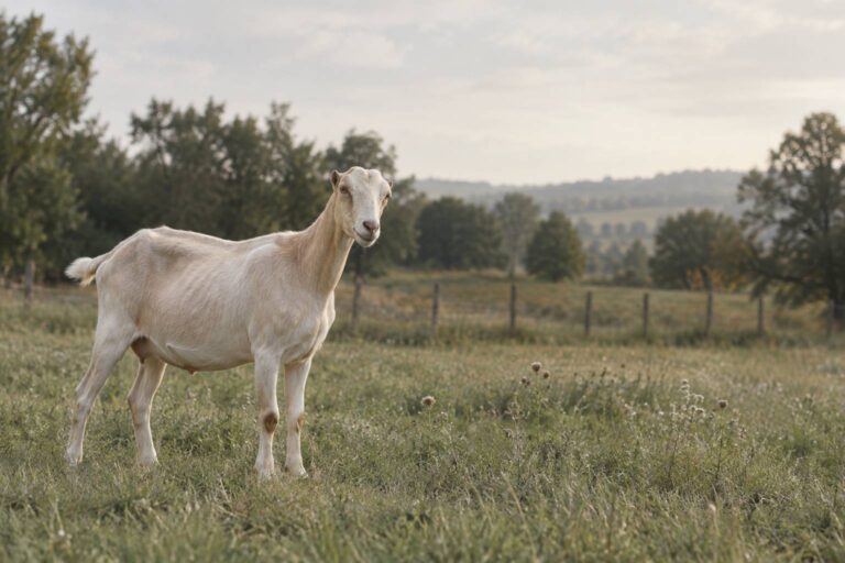 Chèvre Lamancha : oreilles courtes et lait