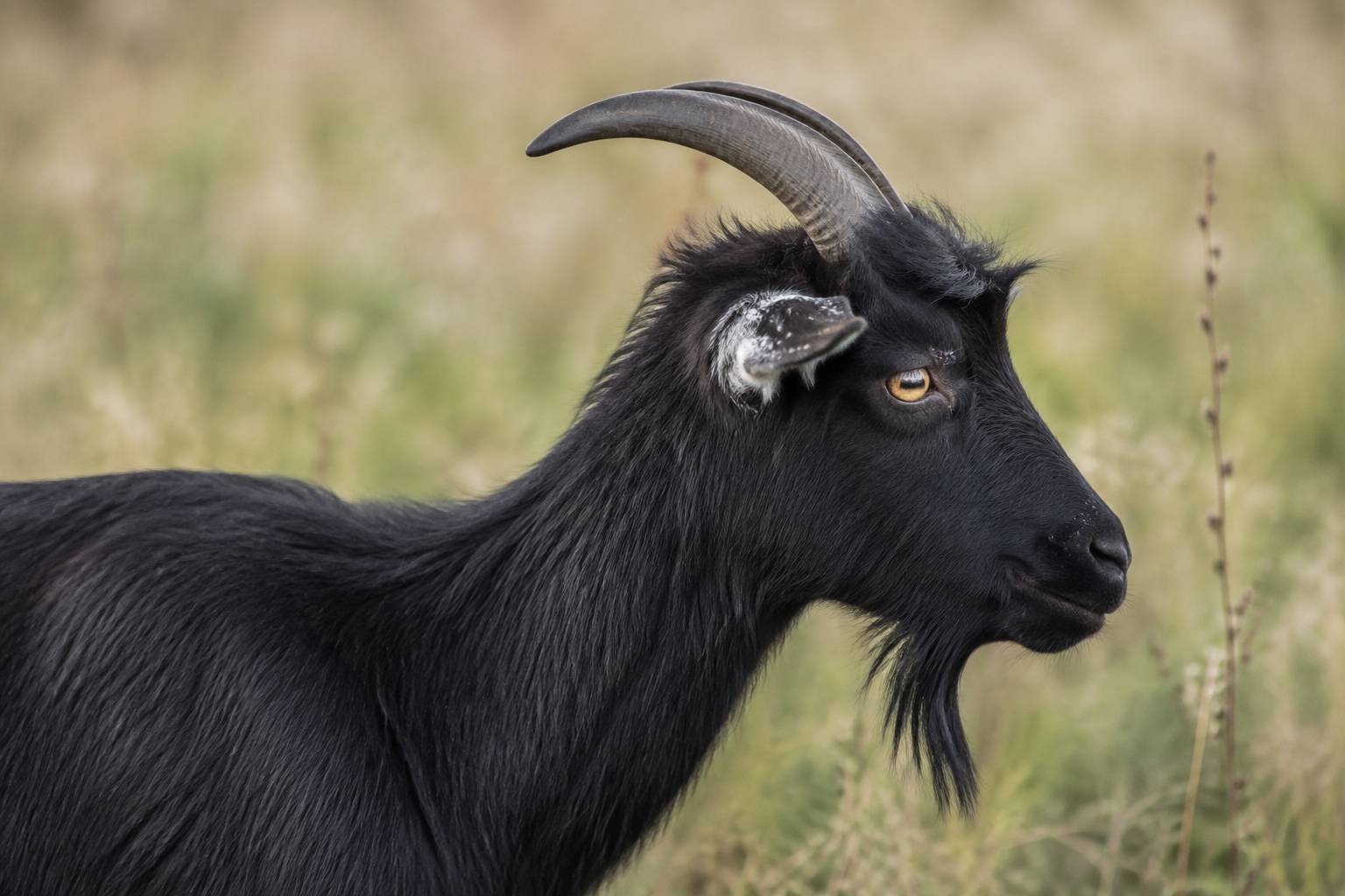Profil d’une chèvre noire vue de près, détail du pelage, fond de prairie flou