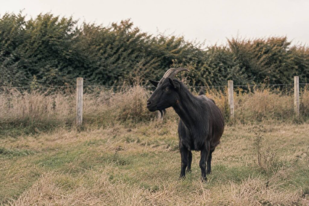 Chèvre noire rustique aux cornes dans un pré pâturé avec haie bocagère