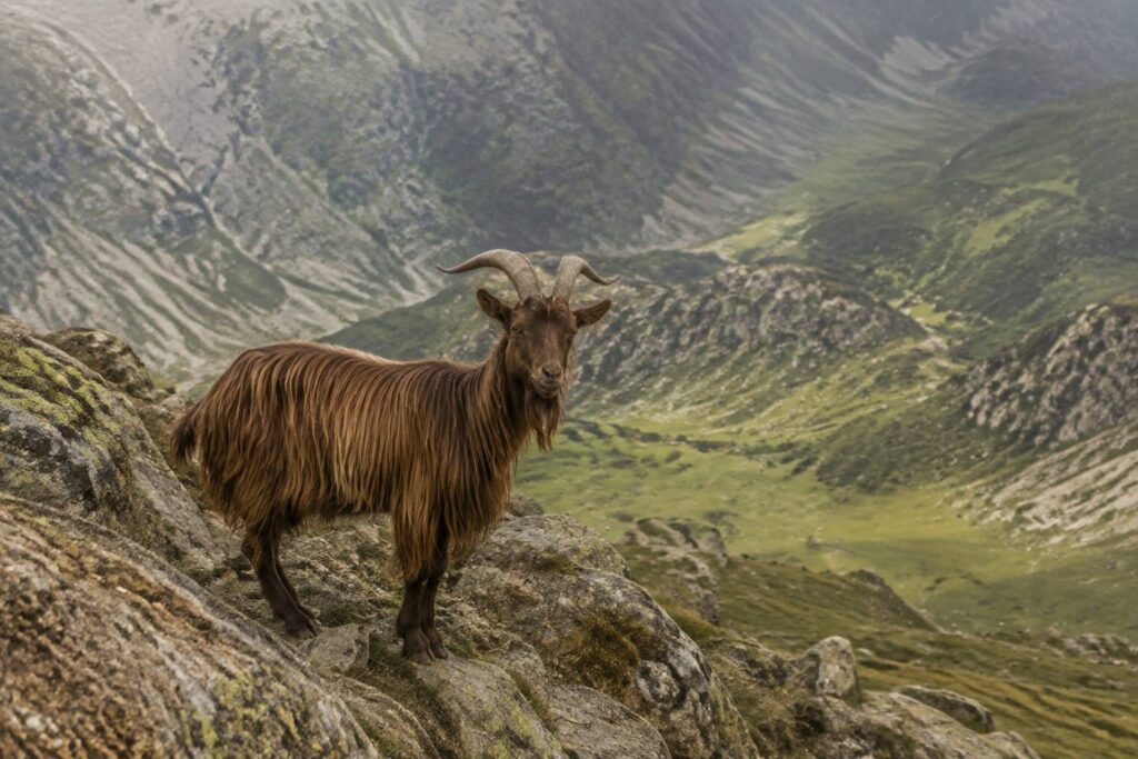 Chèvre pyrénéenne au poil long sur un parcours rocailleux de montagne