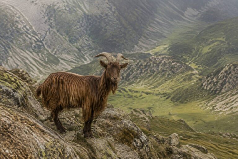 Chèvre pyrénéenne : poil long, rusticité et sauvegarde