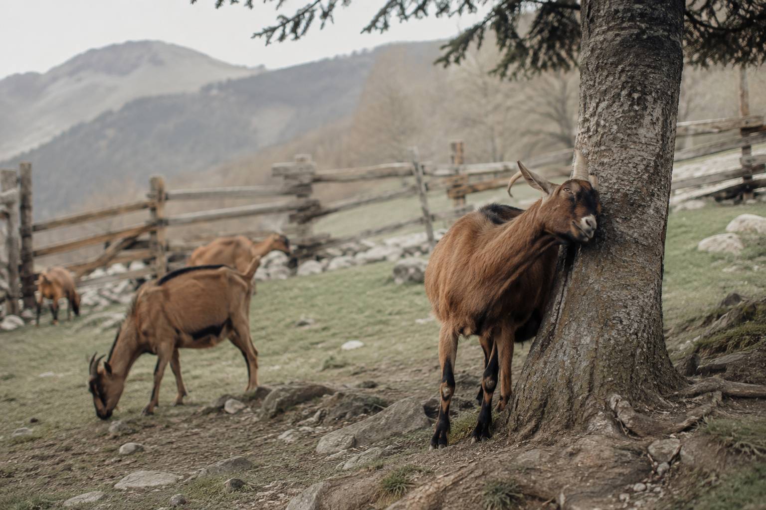 Chèvres pyrénéennes dans un enclos de ferme