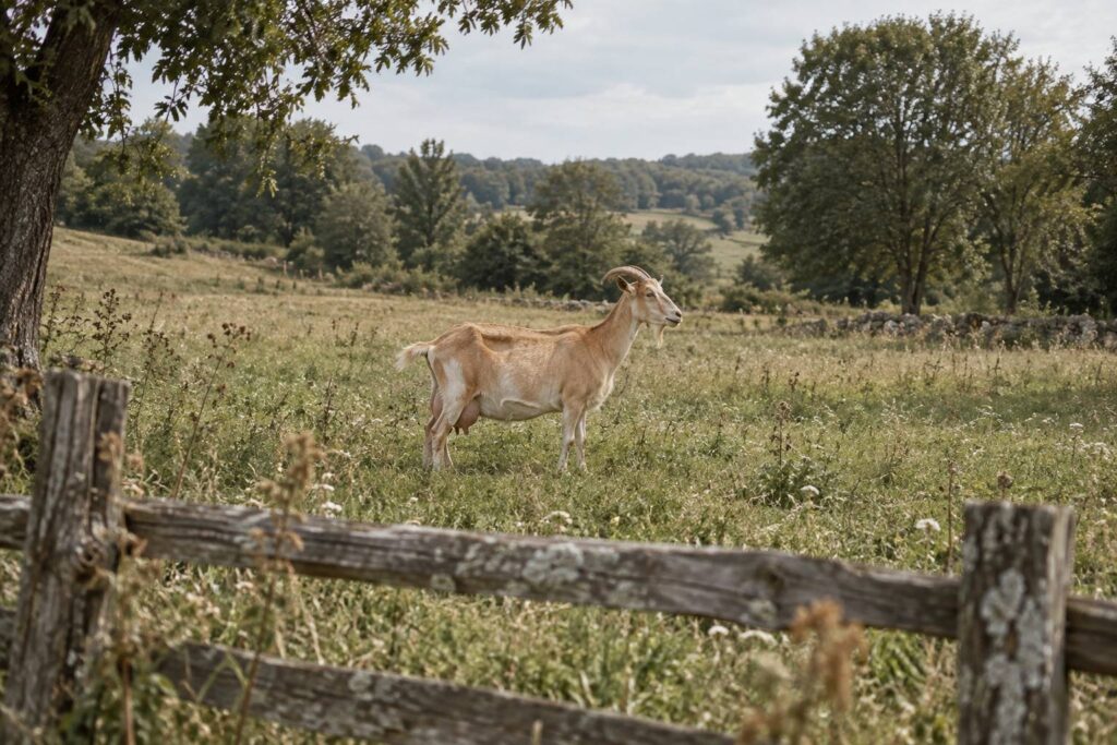 Chèvre laitière à robe dorée debout de profil dans un pré herbeux