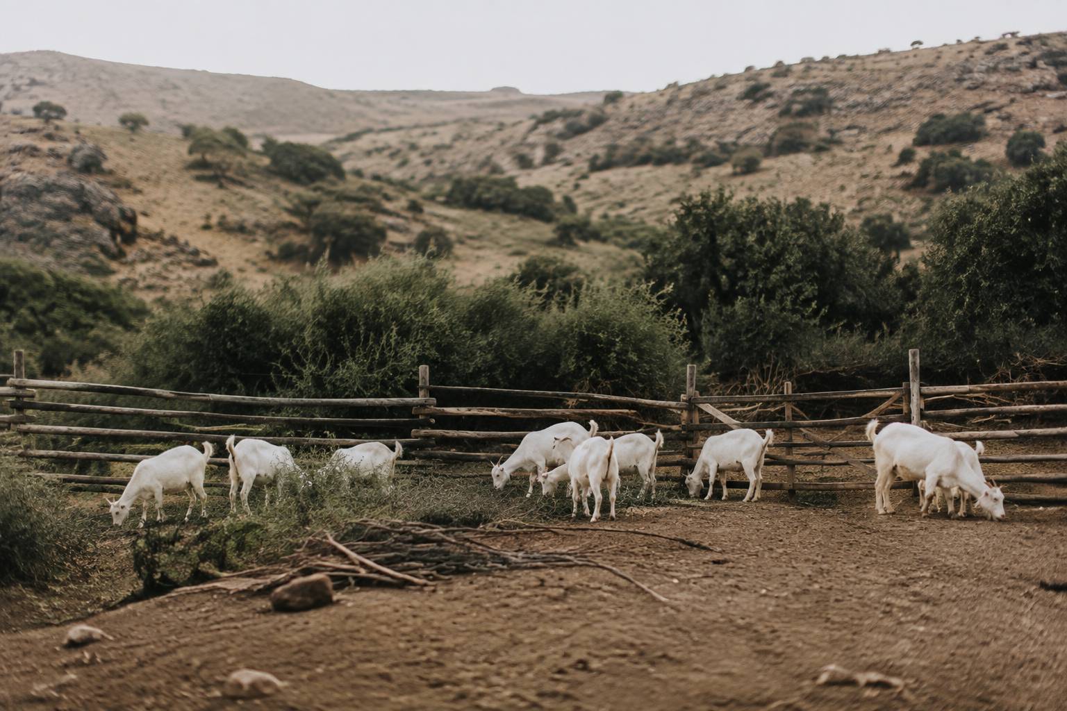 Petit troupeau de chèvres blanches dans un enclos de conservation en garrigue