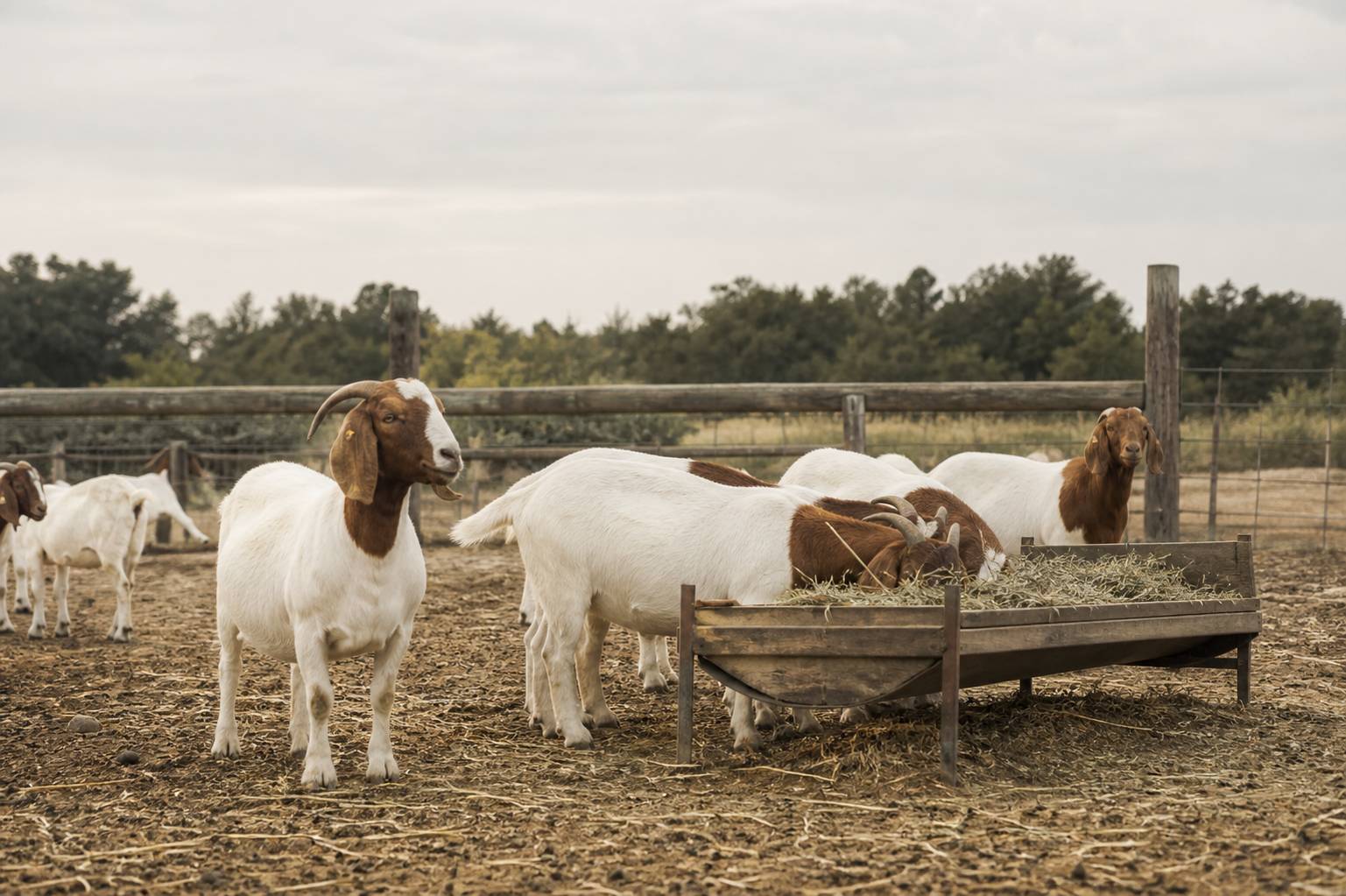 Troupeau de chèvres Boer dans un enclos avec mangeoire